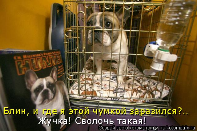 Блин, и где я этой чумкой заразился?.. Жучка! Сволочь такая!... Котоматрица: Блин, и где я этой чумкой заразился?.. Жучка! Сволочь такая!