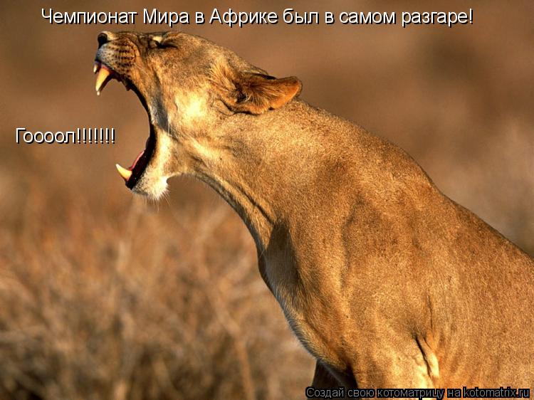 Гоооол!!!!!!! Чемпионат Мира в Африке был в самом разгаре!... Котоматрица: Гоооол!!!!!!! Чемпионат Мира в Африке был в самом разгаре!