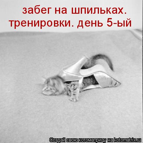забег на шпильках. тренировки. день 5-ый... Котоматрица: забег на шпильках. тренировки. день 5-ый