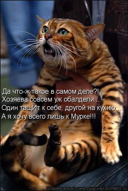 Да что-ж такое в самом деле?! Хозяева совсем уж обалдели... Один тащИт к себе, другой на кухню... А я... Котоматрица: Да что-ж такое в самом деле?! Хозяева совсем уж обалдели... Один тащИт к себе, другой на кухню... А я хочу всего лишь к Мурке!!!