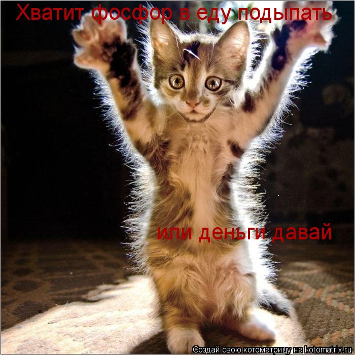 Хватит фосфор в еду подыпать или деньги давай... Котоматрица: Хватит фосфор в еду подыпать или деньги давай