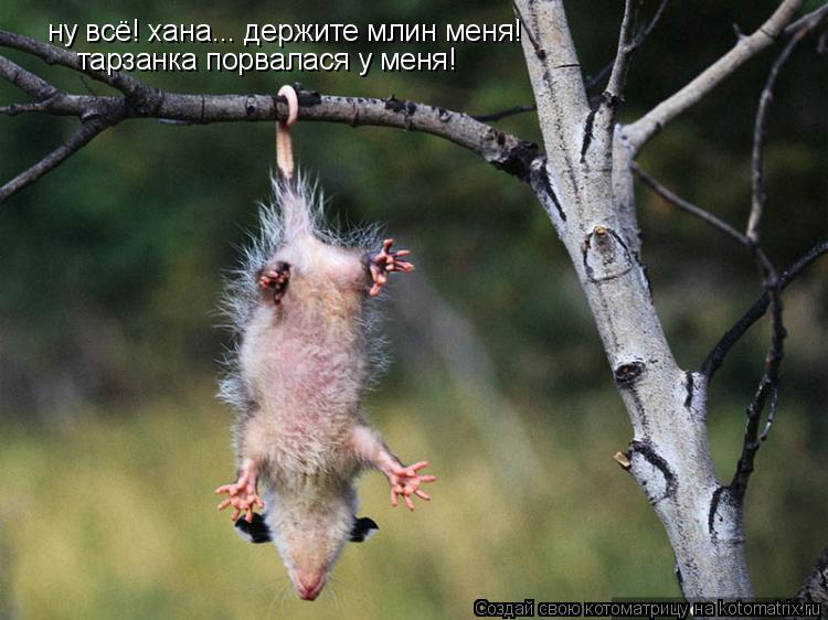 ну всё! хана... держите млин меня! тарзанка порвалася у меня!... Котоматрица: ну всё! хана... держите млин меня! тарзанка порвалася у меня!