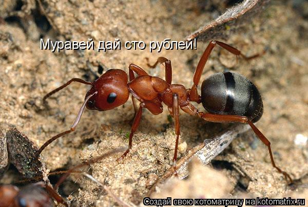 Муравей дай сто рублей!... Котоматрица: Муравей дай сто рублей!