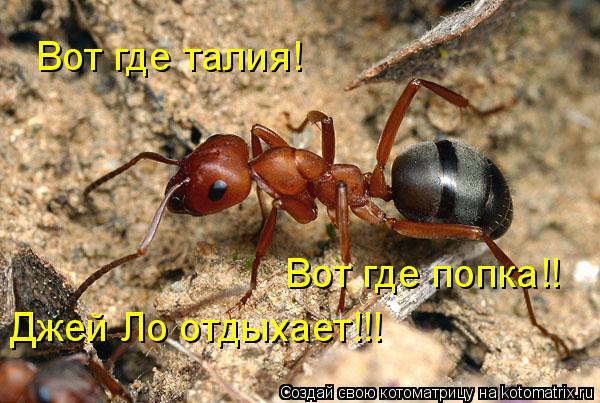 Вот где талия! Вот где попка!! Джей Ло отдыхает!!!... Котоматрица: Вот где талия! Вот где попка!! Джей Ло отдыхает!!!