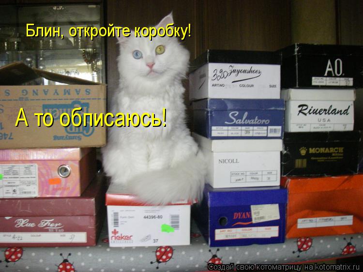 Блин, откройте коробку! А то обписаюсь!... Котоматрица: Блин, откройте коробку! А то обписаюсь!