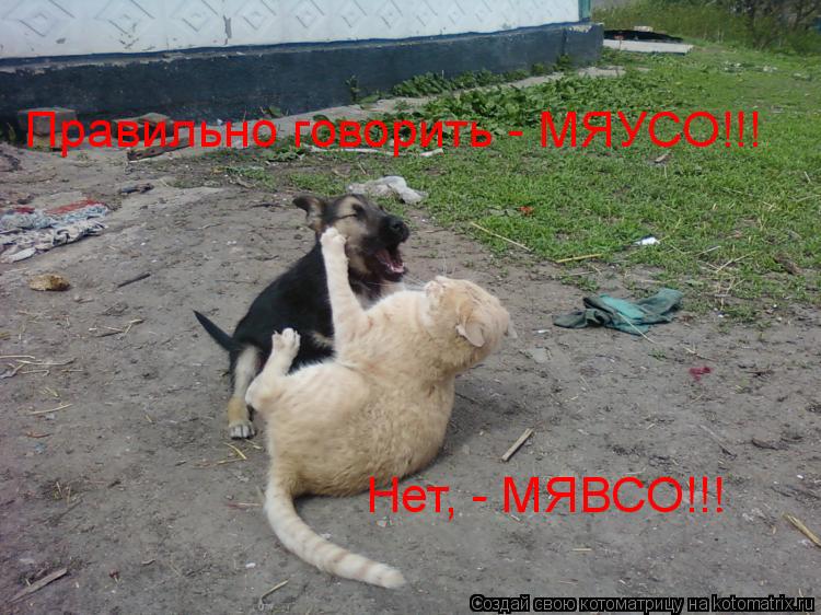Правильно говорить - МЯУСО!!! Нет, - МЯВСО!!!... Котоматрица: Правильно говорить - МЯУСО!!! Нет, - МЯВСО!!!