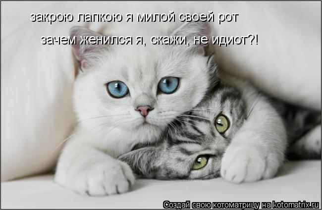 закрою лапкою я милой своей рот зачем женился я, скажи, не идиот?!... Котоматрица: закрою лапкою я милой своей рот зачем женился я, скажи, не идиот?!