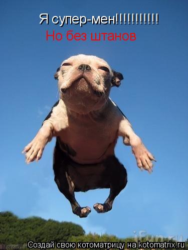Я супер-мен!!!!!!!!!!! Но без штанов... Котоматрица: Я супер-мен!!!!!!!!!!! Но без штанов