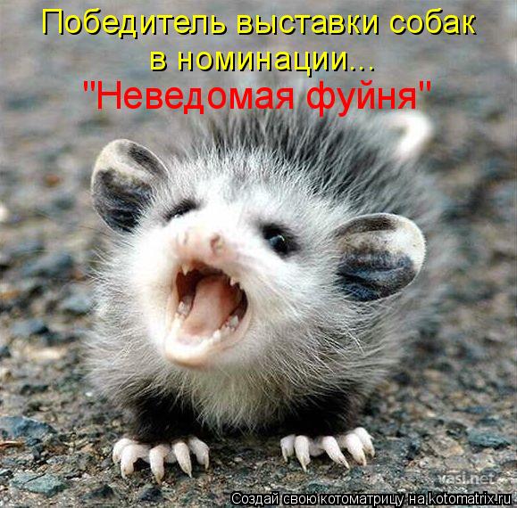 Победитель выставки собак "Неведомая фуйня" в номинации...... Котоматрица: Победитель выставки собак "Неведомая фуйня" в номинации...
