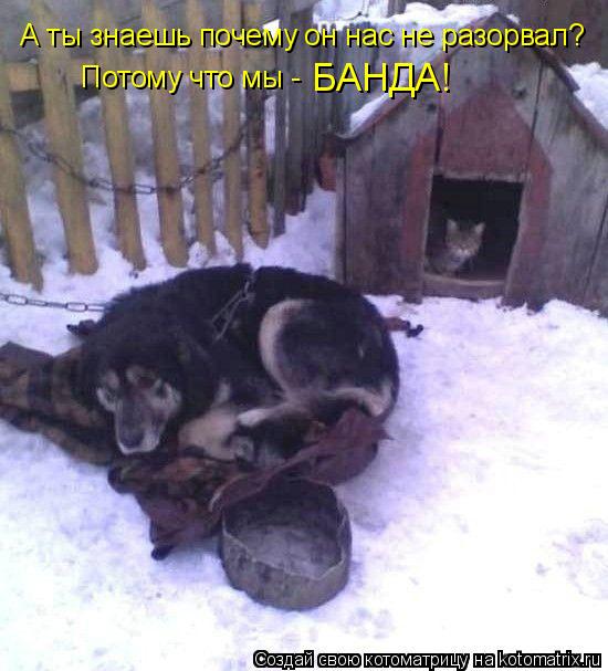 А ты знаешь почему он нас не разорвал? Потому что мы - БАНДА!... Котоматрица: А ты знаешь почему он нас не разорвал? Потому что мы - БАНДА!