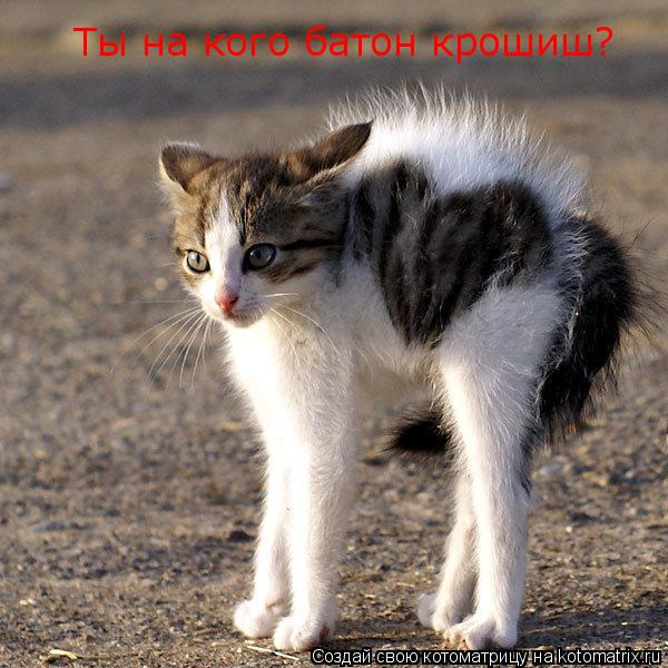 Ты на кого батон крошиш?... Котоматрица: Ты на кого батон крошиш?