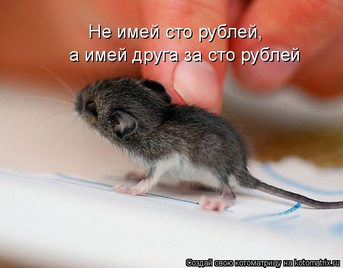 Не имей сто рублей, а имей друга за сто рублей... Котоматрица: Не имей сто рублей, а имей друга за сто рублей