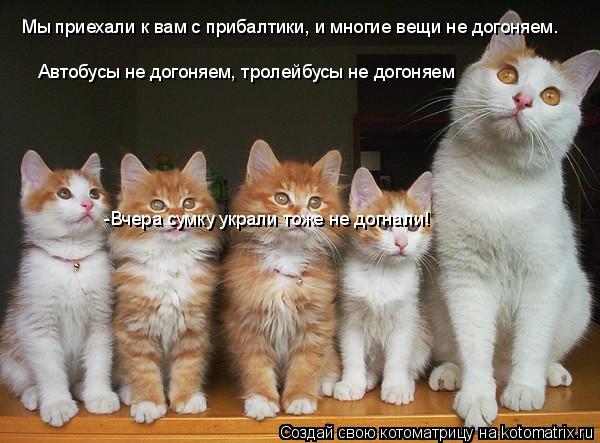 Мы приехали к вам с прибалтики, и многие вещи не догоняем. Автобусы не догоняем, тролейбусы не догоня... Котоматрица: Мы приехали к вам с прибалтики, и многие вещи не догоняем. Автобусы не догоняем, тролейбусы не догоняем -Вчера сумку украли тоже не догнали!
