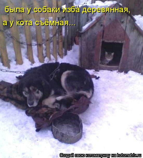 была у собаки изба деревянная, а у кота съёмная...... Котоматрица: была у собаки изба деревянная, а у кота съёмная...