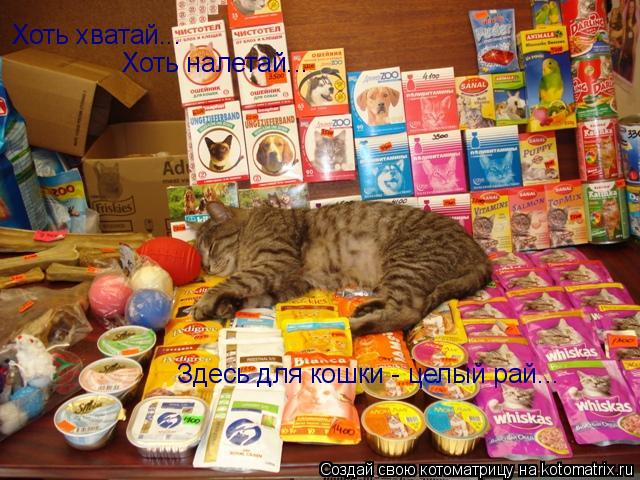 Хоть хватай... Хоть налетай... Здесь для кошки - целый рай...... Котоматрица: Хоть хватай... Хоть налетай... Здесь для кошки - целый рай...
