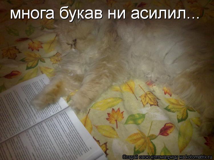 многа букав ни асилил...... Котоматрица: многа букав ни асилил...