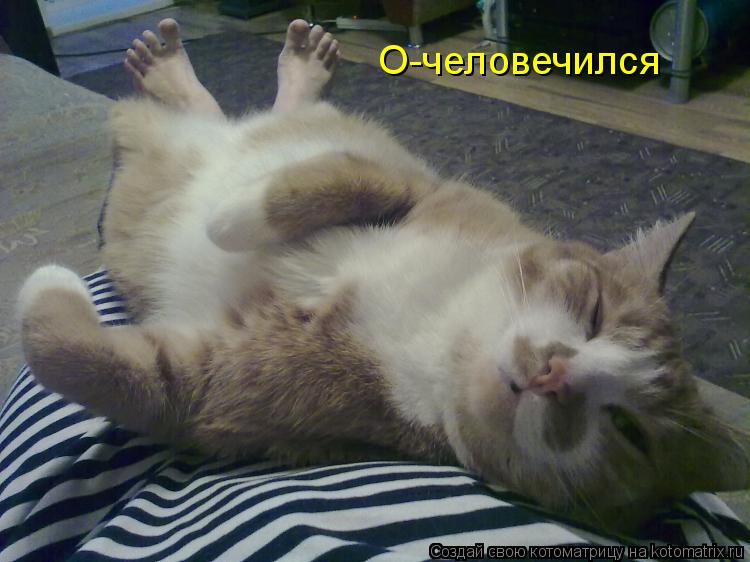 О-человечился... Котоматрица: О-человечился