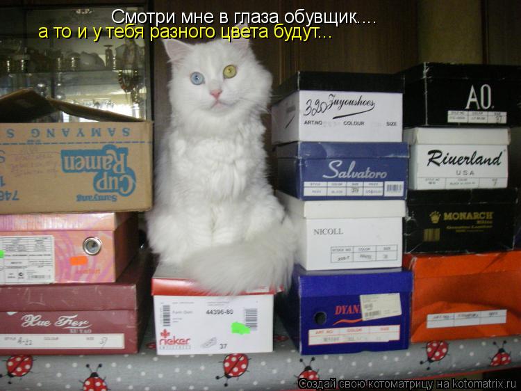 Смотри мне в глаза обувщик.... а то и у тебя разного цвета будут...... Котоматрица: Смотри мне в глаза обувщик.... а то и у тебя разного цвета будут...