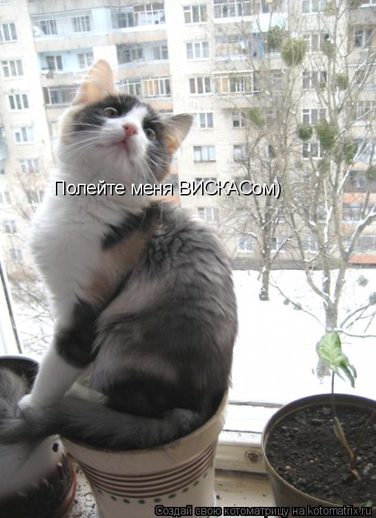 Полейте меня ВИСКАСом)... Котоматрица: Полейте меня ВИСКАСом)