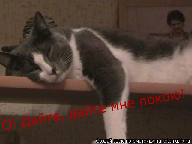 О! Дайте, дайте мне покою!... Котоматрица: О! Дайте, дайте мне покою!
