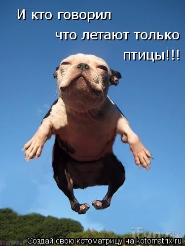 И кто говорил что летают только птицы!!!... Котоматрица: И кто говорил что летают только птицы!!!