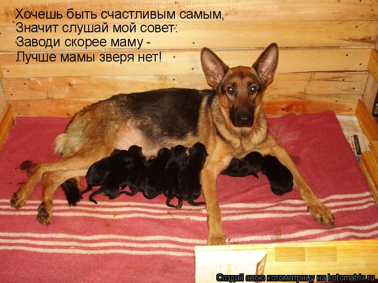 Хочешь быть счастливым самым, Значит слушай мой совет: Заводи скорее маму - Лучше мамы зверя нет!... Котоматрица: Хочешь быть счастливым самым, Значит слушай мой совет: Заводи скорее маму - Лучше мамы зверя нет!