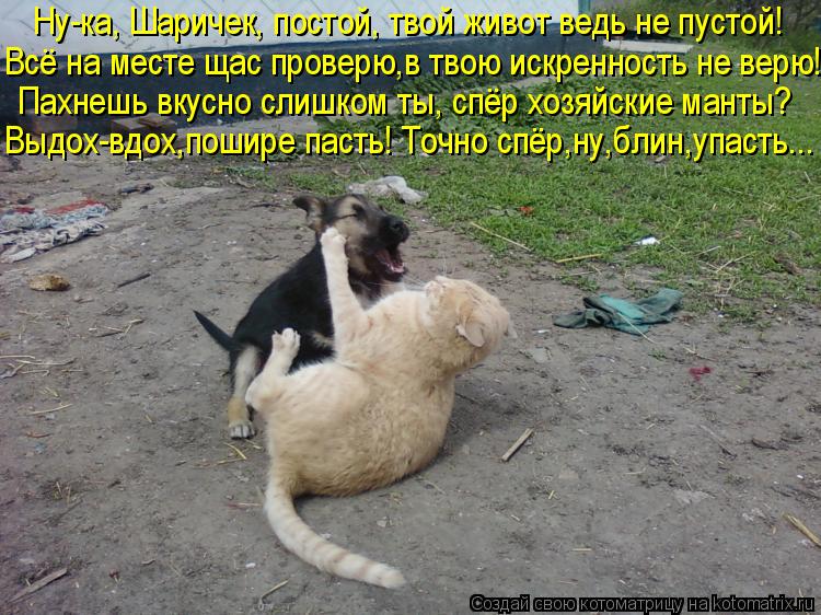 Ну-ка, Шаричек, постой, твой живот ведь не пустой! Всё на месте щас проверю,в твою«искренность»не вер... Котоматрица: Ну-ка, Шаричек, постой, твой живот ведь не пустой! Всё на месте щас проверю,в твою«искренность»не верю! Пахнешь вкусно слишком ты, спёр хозяй