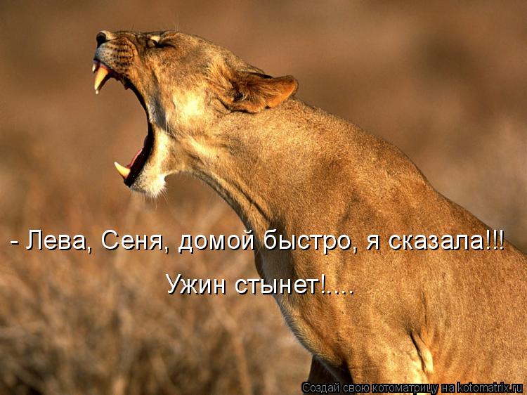 - Лева, Сеня, домой быстро, я сказала!!! Ужин стынет!....... Котоматрица: - Лева, Сеня, домой быстро, я сказала!!! Ужин стынет!....
