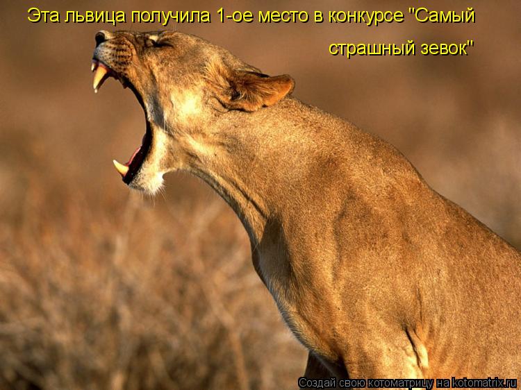Эта львица получила 1-ое место в конкурсе "Самый страшный зевок"... Котоматрица: Эта львица получила 1-ое место в конкурсе "Самый страшный зевок"