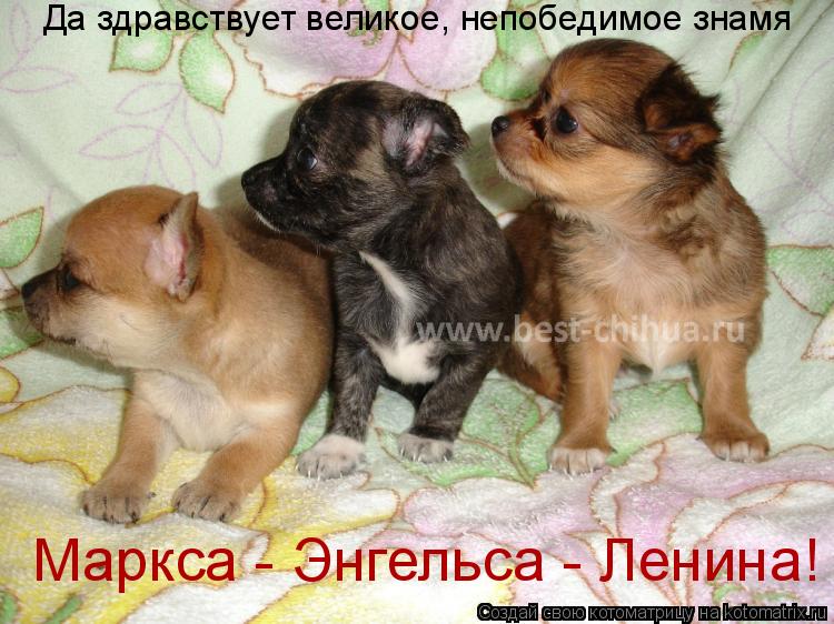 Да здравствует великое, непобедимое знамя Маркса - Энгельса - Ленина!... Котоматрица: Да здравствует великое, непобедимое знамя Маркса - Энгельса - Ленина!