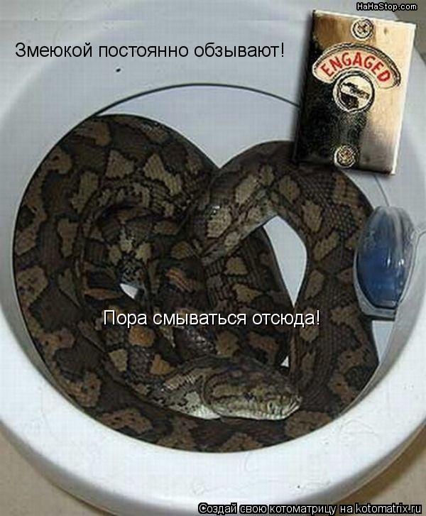 Змеюкой постоянно обзывают! Пора смываться отсюда!... Котоматрица: Змеюкой постоянно обзывают! Пора смываться отсюда!