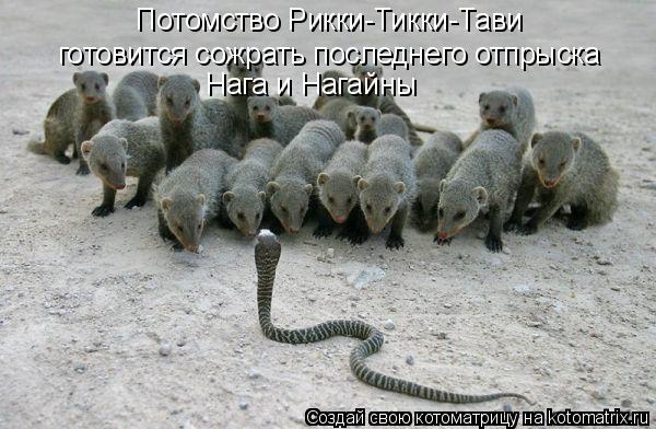 Потомство Рикки-Тикки-Тави готовится сожрать последнего отпрыска Нага и Нагайны... Котоматрица: Потомство Рикки-Тикки-Тави готовится сожрать последнего отпрыска Нага и Нагайны