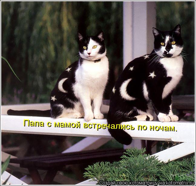 Папа с мамой встречались по ночам.... Котоматрица: Папа с мамой встречались по ночам.