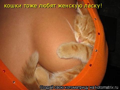 кошки тоже любят женскую ласку!... Котоматрица: кошки тоже любят женскую ласку!