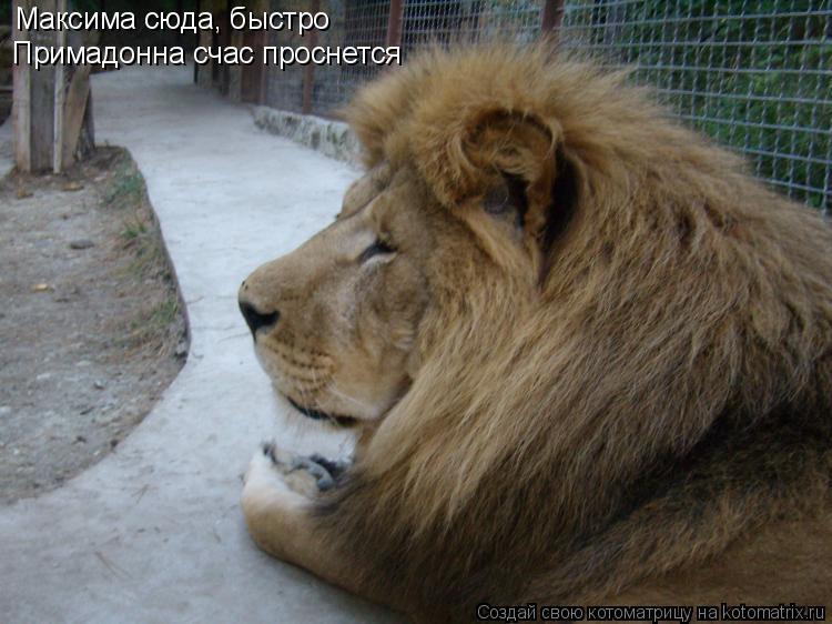 Максима сюда, быстро Примадонна счас проснется... Котоматрица: Максима сюда, быстро Примадонна счас проснется