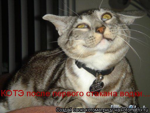 КОТЭ после первого стакана водки...... Котоматрица: КОТЭ после первого стакана водки...