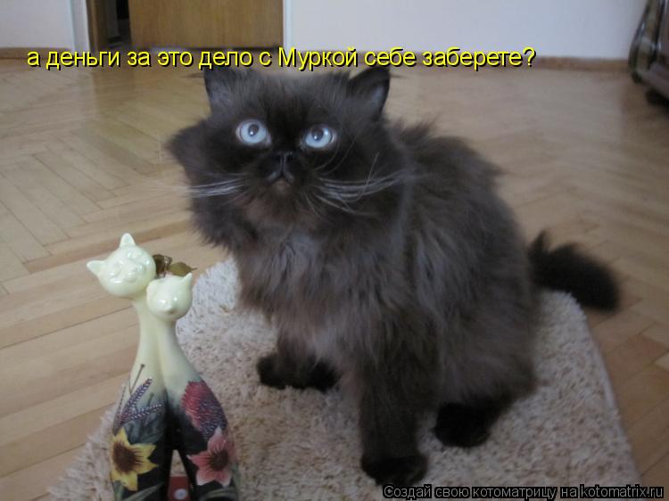 Котоматрица: а деньги за это дело с Муркой себе заберете?