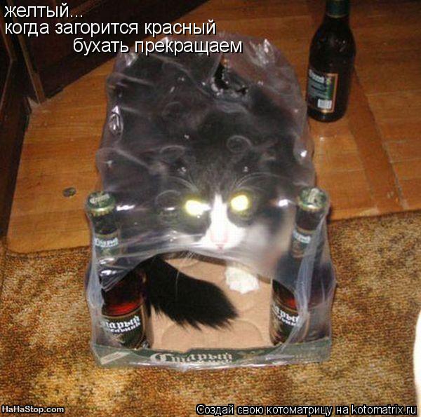 Котоматрица: желтый... когда загорится красный бухать прекращаем