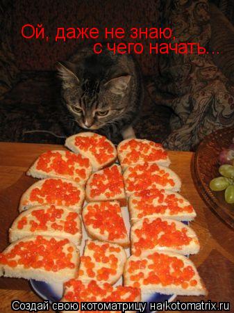 Котоматрица: Ой, даже не знаю,  с чего начать...