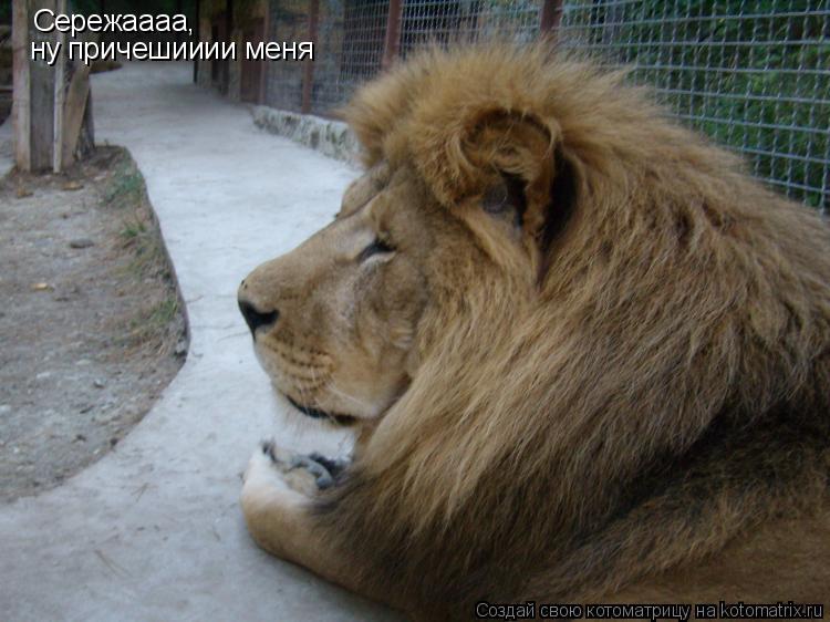 Котоматрица: Сережаааа, ну причешииии меня