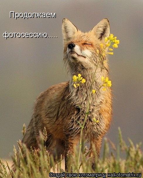 Котоматрица: Продолжаем фотосессию.....
