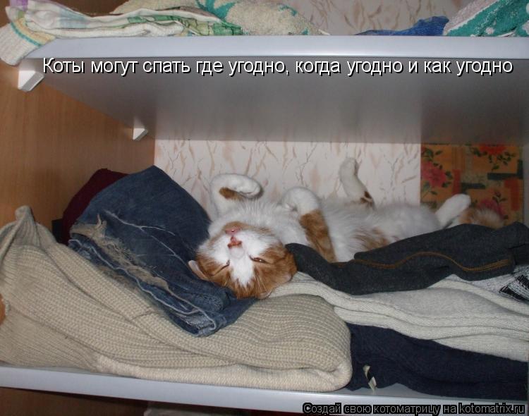 Котоматрица: Коты могут спать где угодно, когда угодно и как угодно