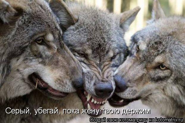 Котоматрица: Серый, убегай, пока жену твою держим