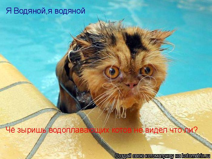 Котоматрица: Я Водяной,я водяной Чё зыришь водоплавающих котов не видел что ли?