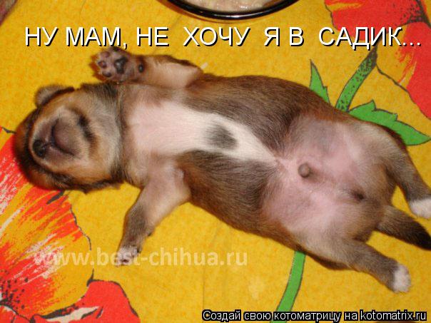 Котоматрица: НУ МАМ, НЕ  ХОЧУ  Я В  САДИК...