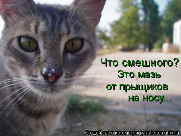 Котоматрица: Что смешного? Это мазь  от прыщиков на носу...