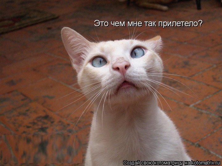 Котоматрица: Это чем мне так прилетело?