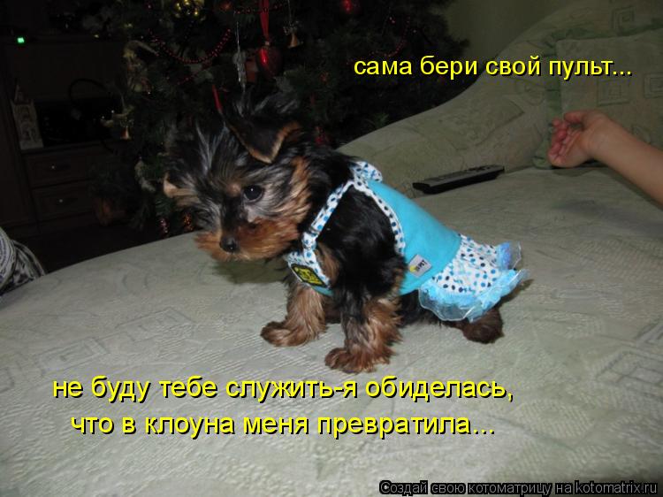 Котоматрица: сама бери свой пульт... не буду тебе служить-я обиделась, что в клоуна меня превратила...