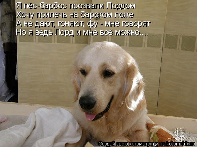 Котоматрица: Я пёс-барбос прозвали Лордом Хочу прилечь на барском ложе А не дают, гоняют, фу - мне говорят Но я ведь Лорд и мне всё можно....