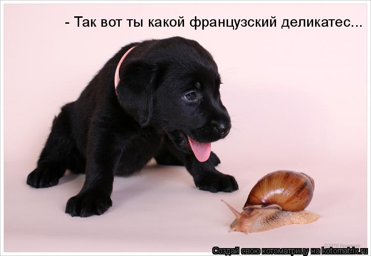 Котоматрица: - Так вот ты какой французский деликатес...